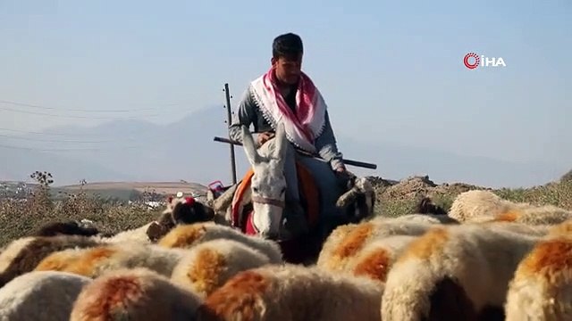 Çobanın eşek sırtında zorlu mesaisi: Sıcakta bunalan hayvanlarını her gün araziye çıkarıyor