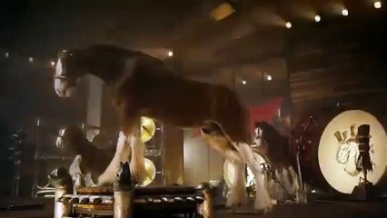 Budweiser Clydesdale’s Horses Deliver The Best Performance Of “We Will Rock You”