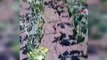 Les sauterelles envahissent les champs de tournesols à Tekirdağ La sauterelle italienne est sortie