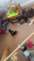 Cat Meets Baby Skunk