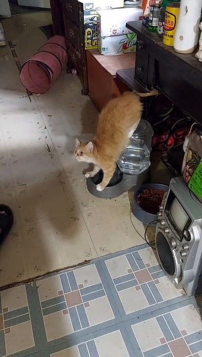 Kitty Named Lippy Drinks All Flippy
