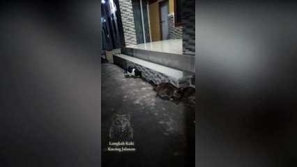 Sulit dipercaya! Pahlawan Lokal Seorang Diri Memberi Makan 2 Kucing Jalanan dari Kelaparan