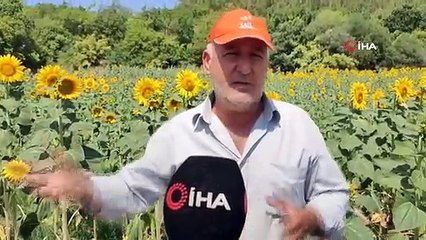 Un producteur de tournesol aux prises avec des porcs à Keşan
