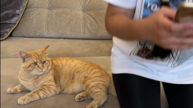 'How dare you!' - Cat takes harsh revenge on hooman for sitting on its tail