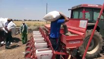 Mardin Ovası'nda Buğday Hasadı Tamamlandı, Mısır Ekimi Başladı