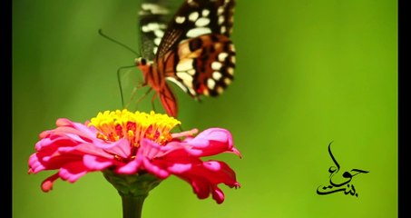 BEAUTIFUL VIEWS | ALLAH KI QUDRAT | BEAUTYFUL WORDS | BINTE HAWA |