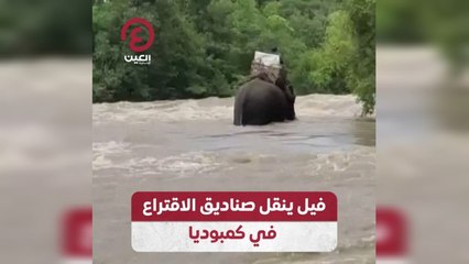 فيل ينقل صناديق الاقتراع في كمبوديا