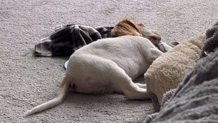 Cocker Spaniel howls to the sirens of an emergency service vehicle