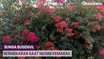 Indahnya Warna-warni Bunga Bugenvil di Sepanjang Jalan Bojonegoro Bermekaran saat Musim Kemarau