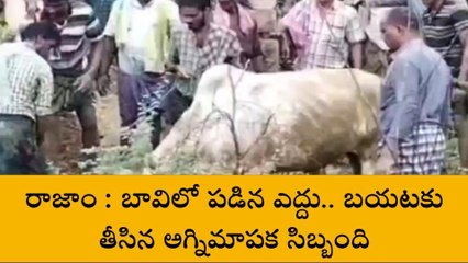 రాజాం: బావిలో పడిన ఎద్దు... బయటకు తీసిన అగ్నిమాపక సిబ్బంది