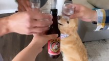 Adorable dog celebrates its 3rdr birthday with the family *Heartwarming Celebration*