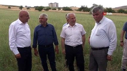 Keçiören'de yılın ilk buğday hasadı yapıldı