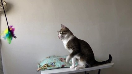 Cat Does not Like Sleeping on the Floor (1)