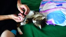 Funny Cat Enjoys Massage on His Little Footie
