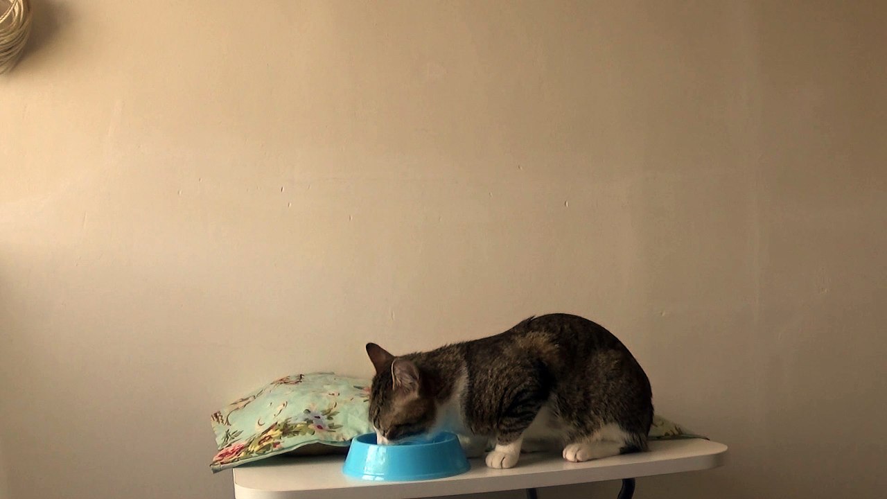 Little Cat Is Hungry (3)