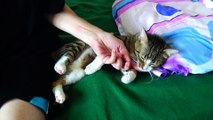 Evil Kitten Bites His Mom