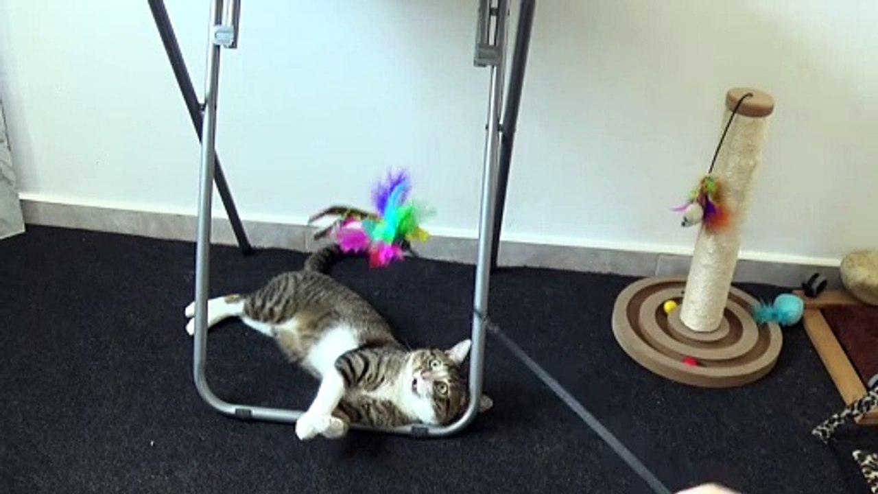This Sly Cat Knows How to Have Fun (3)