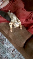 Orange Kitty confortable s'étale