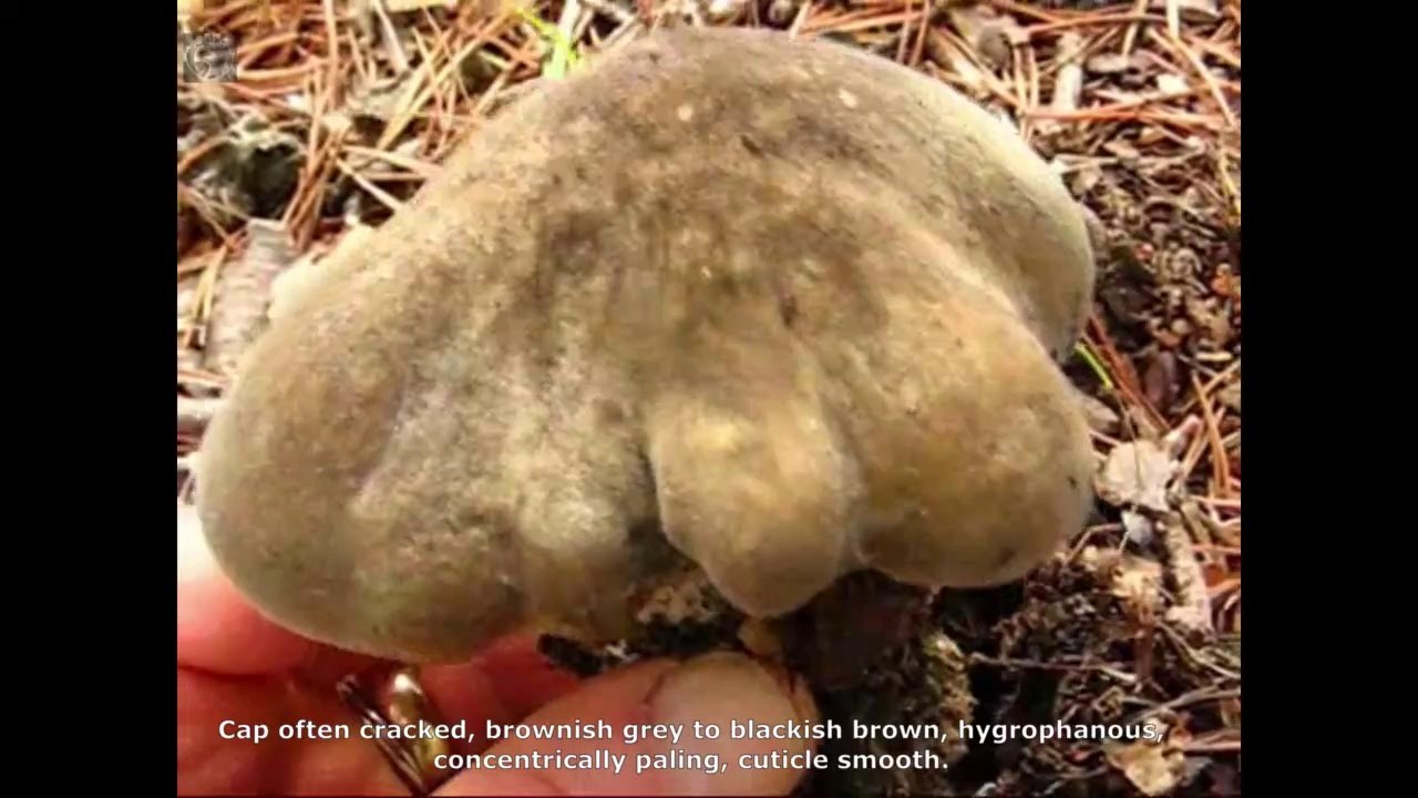 Lyophyllum transforme. Champimaginatis. English Text