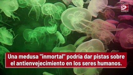 Una medusa "inmortal" podría dar pistas contra el envejecimiento
