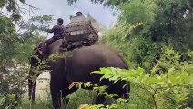 Elephants transport ballots in remote Cambodian province