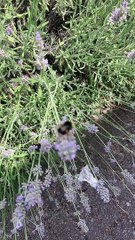 Llego el Verano a mi Region