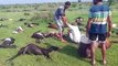 Weather Update : कोटा संभाग पर टूटा कुदरत का प्रकोप, बिजली गिरने से दो युवकों की मौत, 34 बकरियां मृत मिलीं
