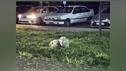 Problème de chien errant errant, les habitants d'Ayvalık se sont révoltés ! 3-4 cas arrivent chaque jour