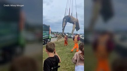 The dead whale lifted onto lorry