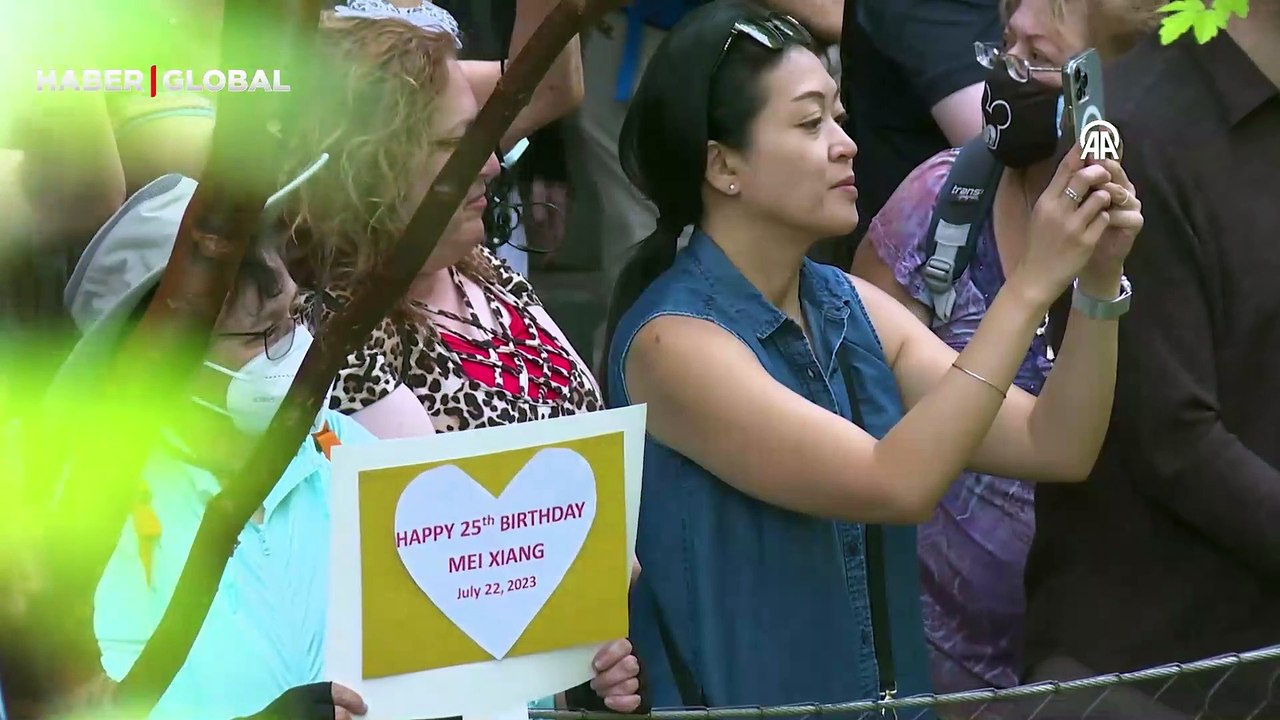 ABD'de panda Mei Xiang için doğum günü kutlaması... 25. yaş günü pastasını böyle yedi