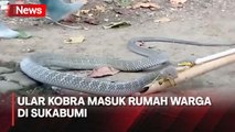 Ular Kobra Sepanjang 3 Meter Masuk Rumah, Warga Sukabumi Geger