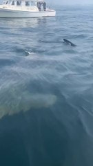 Boaters Spot Whale Shark Off Florida Coast