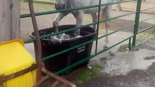 Horse Splashes In Her Trough