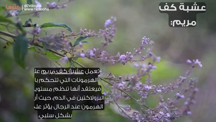 أعشاب تزيد الخصوبة عند الرجال والنساء (1)