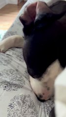 Un chien secouru souffle des framboises dans des feuilles