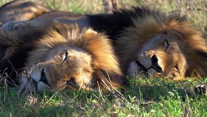 Who will be the NEXT MAPOGO LIONS