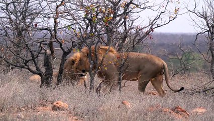 What happened to the GOLDEN BOYS   Mopani male LIONS