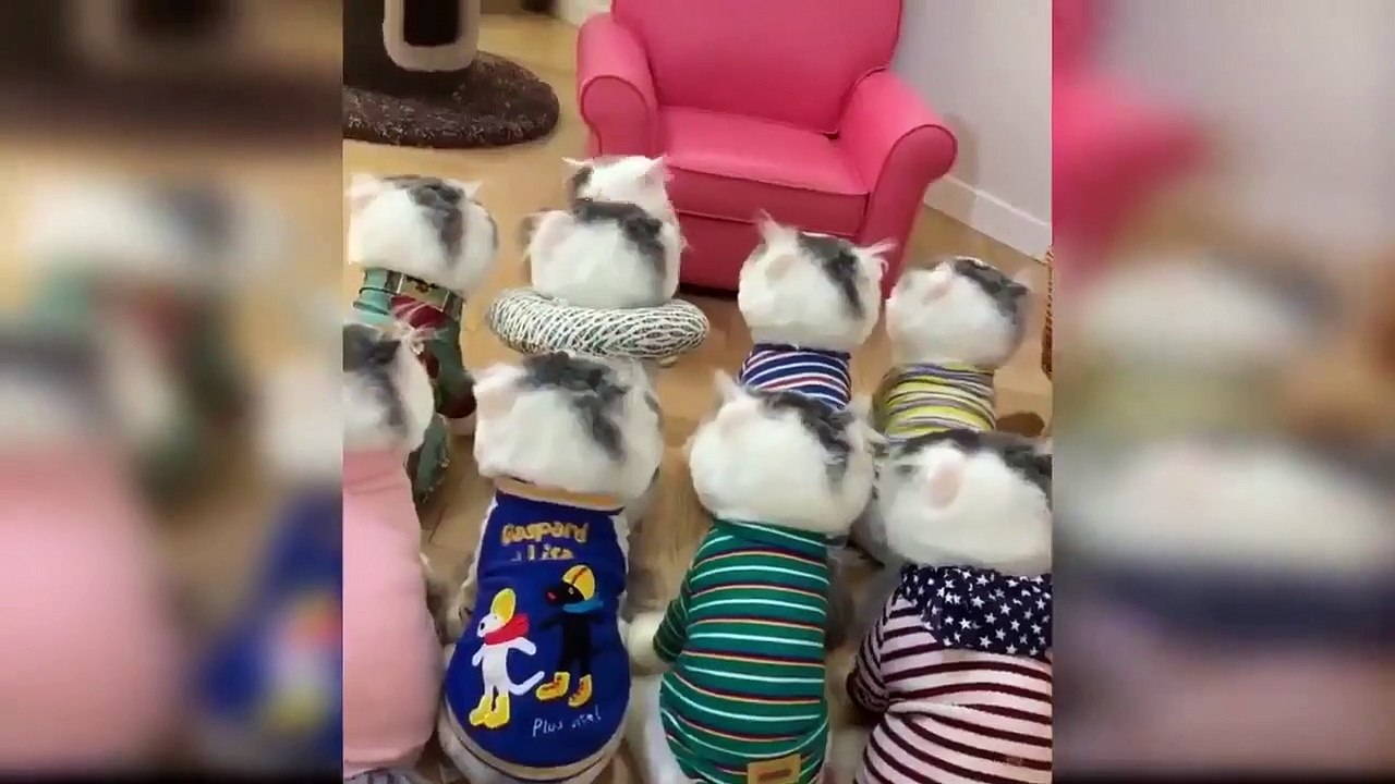 Dünyanın En Sevimli Kedileri ❤️- Komik Kediler Can dostlarımız