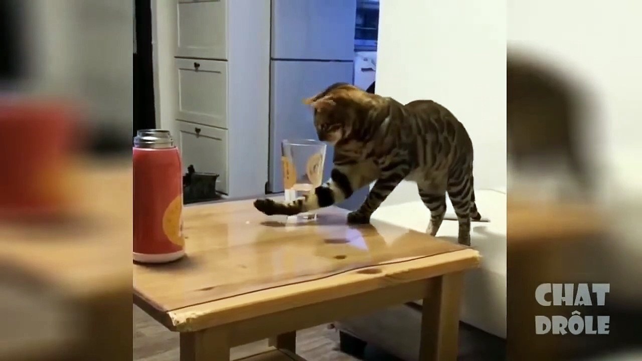 Eğlenceli Kedi Videoları