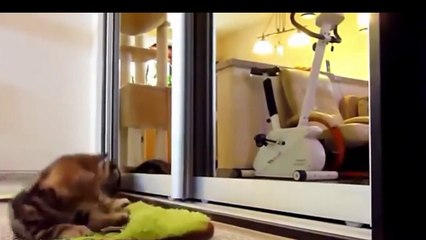 Eğlenceli kedi videoları, ( Fanny Cats Video)