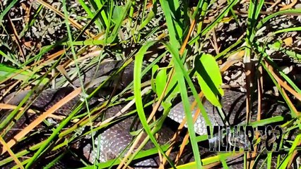 Guia turístico flagra sucuri gigante em Bonito, MS; assista