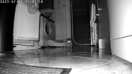 chat poing bosses souris ami