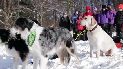 A Dog for Christmas Bande-annonce (EN)
