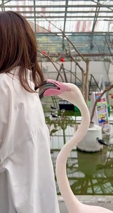 Flamingo Nibbles From Behind