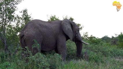 UNKNOWN male LION still around in Pondoro area