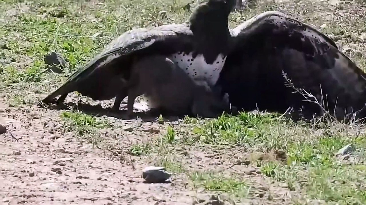 Unbelievable Eagles Attacks   Eagle vs Deer, Goat, Warthog