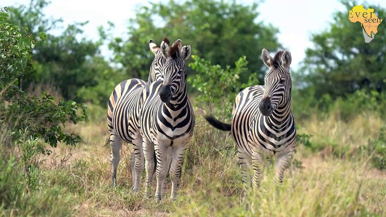 Tintswalo males Ncila and Lambile STILL MISSING...
