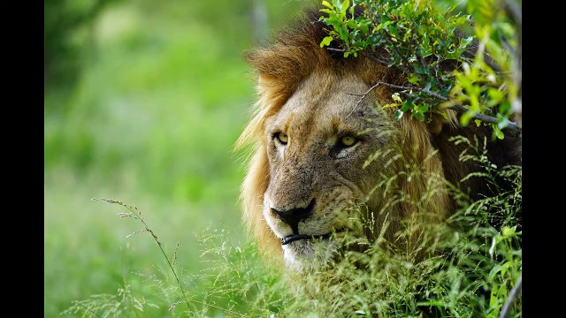 Tintswalo male LION gives a WARNING charge to tourists