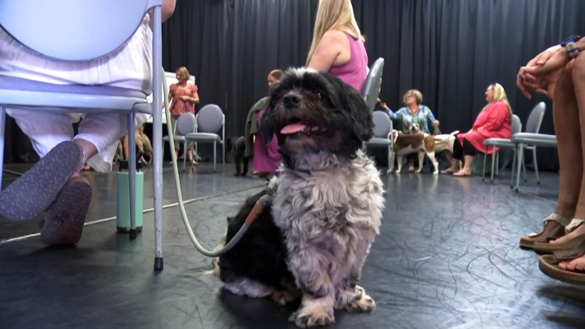 Darwin dogs discover the benefits of meditation