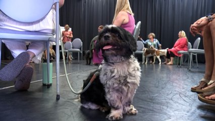 Darwin dogs discover the benefits of meditation